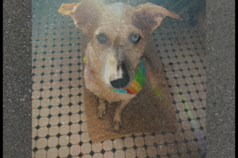 Resized Image