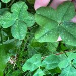 The Sound of Wishes Clovers